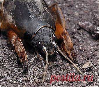 Боремся с медведкой » Интернет-газета Кумушка.com