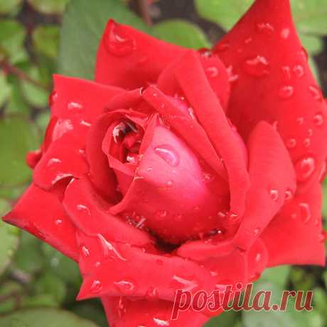 Легенда о розе — FloweryVale.ru