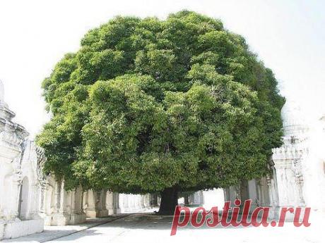 Огромное пушистое дерево, город Мандалай, Мьянма
Давай поддержим группу лучшие рецепты с фото ►►► www.ok.ru/group/52094723948747