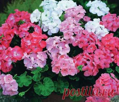 Лечение геранью (от нормализации гормонального фона до лифтинга лица)