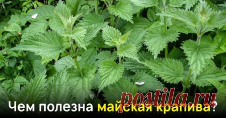 Майская крапива уже есть! Возьми марлю, чтобы извлечь из волшебной травы…