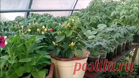 ПОСАДИТЕ ЭТОТ СОРТ ТОМАТОВ И ФИТОФТОРЫ НЕ БУДЕТ