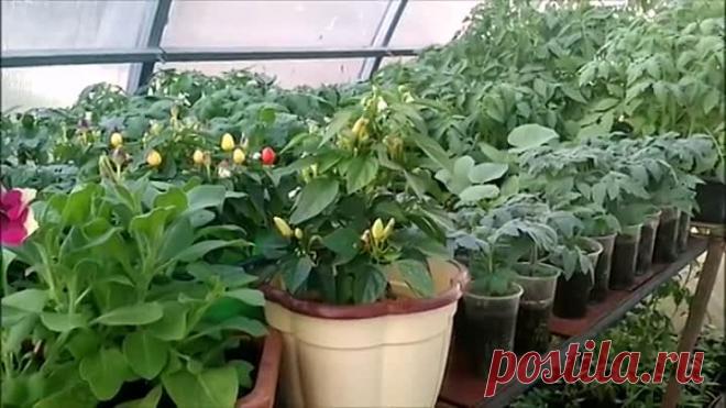 ПОСАДИТЕ ЭТОТ СОРТ ТОМАТОВ И ФИТОФТОРЫ НЕ БУДЕТ