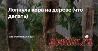 Лопнула кора на дереве (что делать) один читатель спросил совета. Он недавно  белил деревья - и обнаружил дупло.
