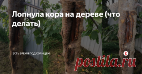 Лопнула кора на дереве (что делать) один читатель спросил совета. Он недавно  белил деревья - и обнаружил дупло.
