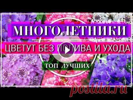 ТОП 10 МНОГОЛЕТНИКОВ  Существуют Многолетники которые Пышно Цветут без полива и ухода. Для сада такие неприхотливые долгоцветущие растения незаменимы, как для новичков так ...