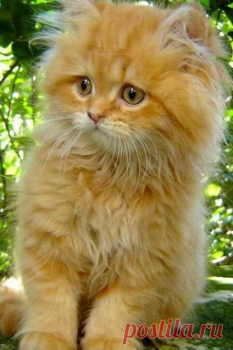 (5) Facebook