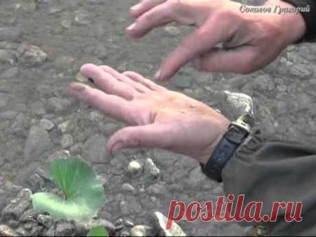 Добывание берёзового дёгтя для использования в качестве репелента