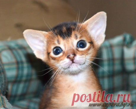 Питомник абиссинских кошек Super-Aby , Москва . Абиссинские кошки и котята.