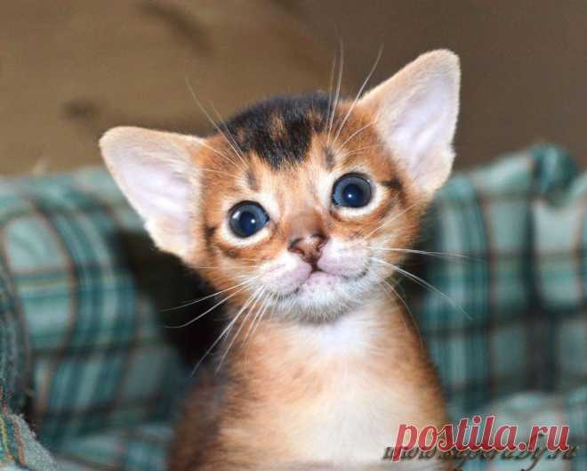 Питомник абиссинских кошек Super-Aby , Москва . Абиссинские кошки и котята.