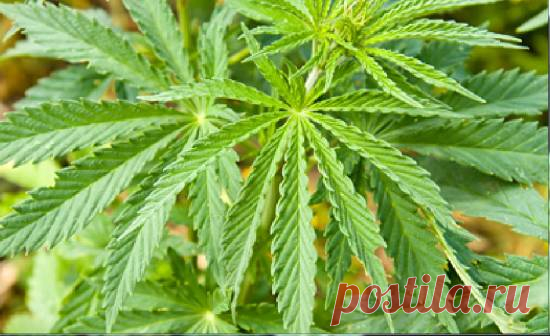 Конопля (Cannabis) - 21 Марта 2016 - NewRezume.org