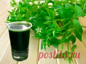 Мокрица звездчатка. Полезные свойства травы| По секрету всему свету... Интересно, что многие люди не догадываются об уникальных лечебных свойствах этого растения. Сегодня постараемся посмотреть на мокрицу с другой стороны, как на средство улучшения здоровья. Может тогда садоводы не будут расстраиваться, увидев звездчатку на своем участке.