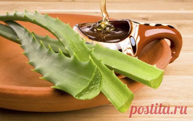 Алоэ с медом и кагором - тройная сила. Помимо медицинских препаратов, назначаемых врачом для лечения различных заболеваний, широко используются народные средства. Многие из них одобрены официальной медициной, в том числе и настойка алоэ, меда и кагора, применение этого лекарственного средства в качестве поддерживающей терапии положительно влияет на иммунитет больного и способствует скорейшему выздоровлению.