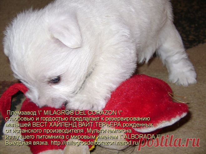 Племзавод " MILAGROS DEL CORAZON " c любовью и гордостью предлагает к резервированию малышей ВЕСТ ХАЙЛЕНД ВАЙТ ТЕРЬЕРА - 1 мальчика и 3 девочек ,рожденных от испанского производителя ,Мультичемпиона из лучшего питомника с мировым именем " ALBORADA"