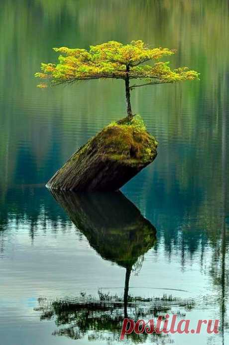 (23) Pinterest