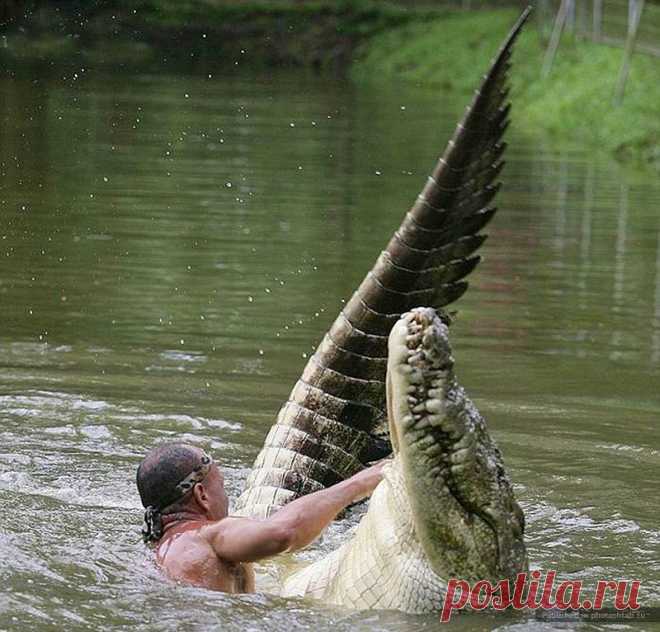 Не только управдом — друг человека (дружба с крокодилом) — Наука и жизнь