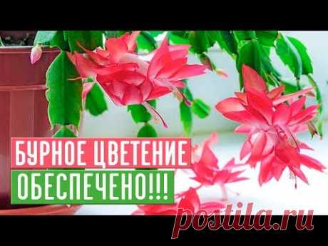 ДЕКАБРИСТ ЗАЦВЕТЕТ 100%, ЕСЛИ ВЫ БУДЕТЕ СЛЕДОВАТЬ ИНСТРУКЦИИ / Садовый гид