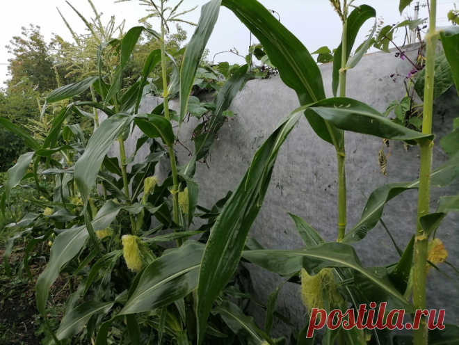Кукуруза созрела! Сколько по времени варить, в зависимости от спелости и Кукуруза на зиму в початках | уДачный проект | Дзен