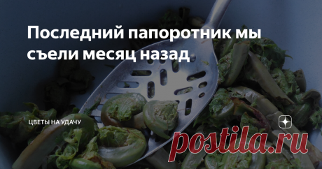 Последний папоротник мы съели месяц назад И в этом году новый папоротник, похоже, точно не наберём. А надо бы. Мы так с ним боремся. Со страусником. Его у нас на даче чересчур много. Совсем избавляться не собираемся. Ведь этот папоротник очень украшает наш сад.