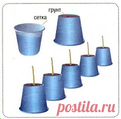 Малина в ведрах
