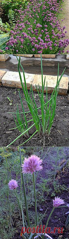 Дача ВИКТОРиЯ: Шнитт лук

Шнитт лук - многолетнее растение. Луковицы по одной или несколько сидят на коротком корневище. Корневая система мочковатая, хорошо развита. Основная масса старых корней отмирает в конце лета.