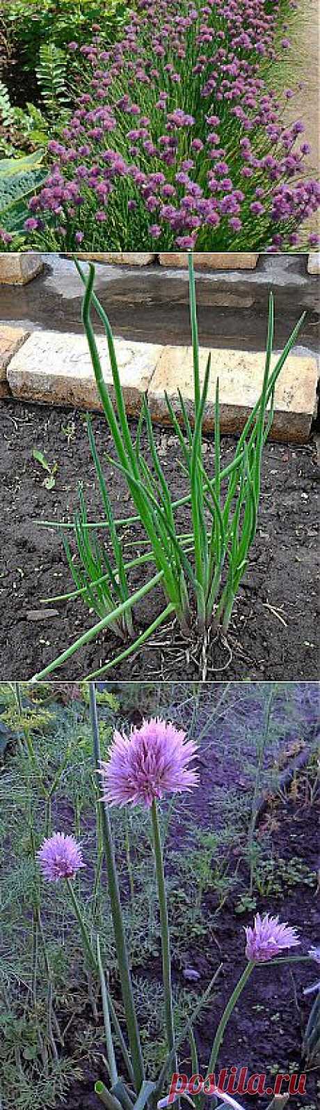 Дача ВИКТОРиЯ: Шнитт лук

Шнитт лук - многолетнее растение. Луковицы по одной или несколько сидят на коротком корневище. Корневая система мочковатая, хорошо развита. Основная масса старых корней отмирает в конце лета.