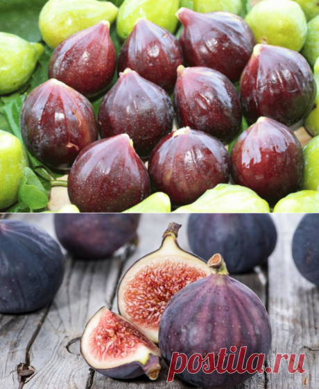 ВКУСНЫЕ РЕЦЕПТЫ ДЛЯ ЗДОРОВЬЯ С ИНЖИРОМ.
Про инжир знают многие. Этот фрукт не только вкусен, но и полезен. Если верить преданиям, то именно его листьями прикрывали наготу Адам и Ева. С древних времён о нём ходили легенды, как о священном дереве, приносящем счастье и благополучие. Древние египтяне верили, что именно из него рождался Бог Солнца, а в Древней Греции плоды инжира обязательно присутствовали в рационе ораторов и философов, они улучшают работу мозга. Согласно легенде, волчица, вскормив