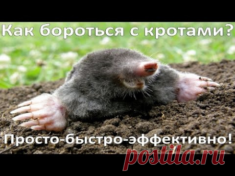 Как бороться с кротами?