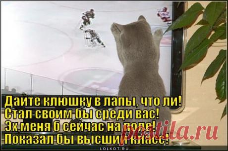 Смешные картинки кошек с надписями