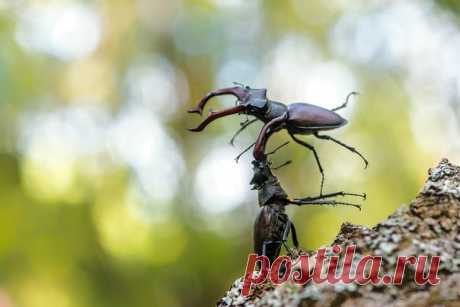 Победный бросок жука-оленя. Автор фото – Евгений Мельников: