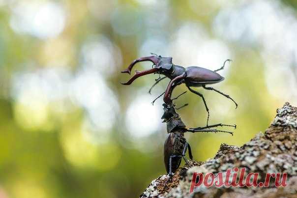 Победный бросок жука-оленя. Автор фото – Евгений Мельников: