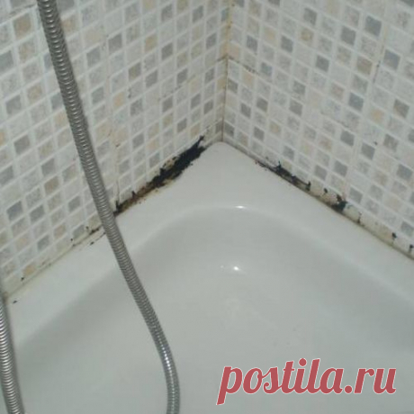 Подскажите, как очистить душевую кабину от черной плесени? | Полезные советы