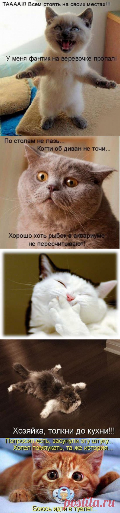 О чем думают коты и кошки