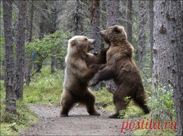 Единоборство.