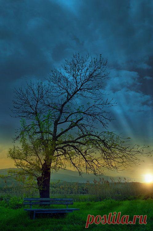 Misaki S  Tree & Path