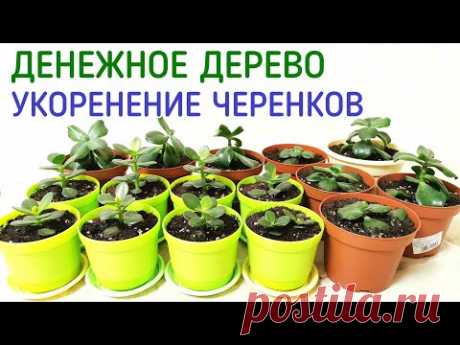 Денежное дерево толстянка укоренение черенков.