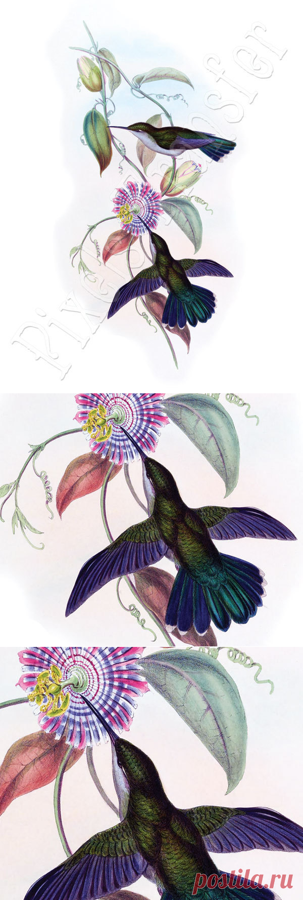 HUMMINGBIRDS Instant Download large digital от PixelsTransfer