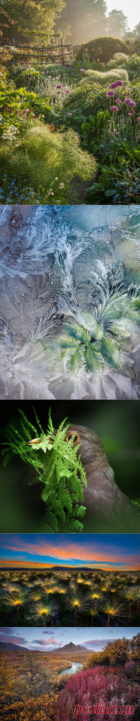 Победители конкурса ботанической фотографии International Garden Photographer of the Year 2018 | Фотоискусство