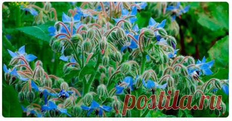 Огуречная трава: польза и вред для здоровья организма