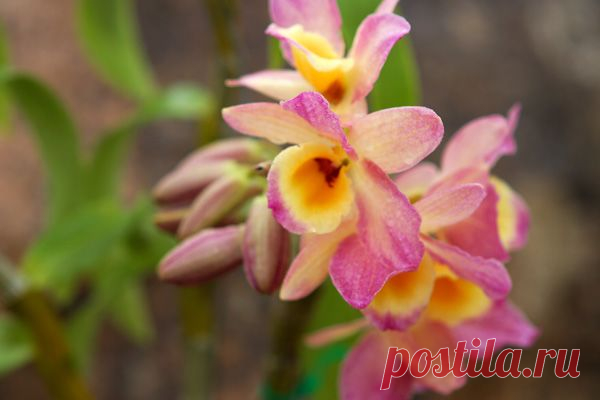 Дендробиум благородный (нобиле): рекомендации по уходу | flori-da.ru