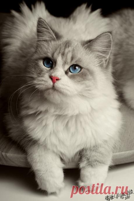 Lady Toffee | Flickr - Photo Sharing!