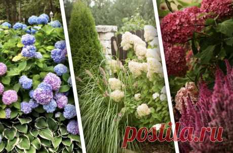 8 растений-компаньонов, которые лучше всего сажать рядом с гортензией | Design-homes.ru Пульс... Покажем подборку растений, которые можно посадить рядом с гортензией, и расскажем про особенности ухода.
