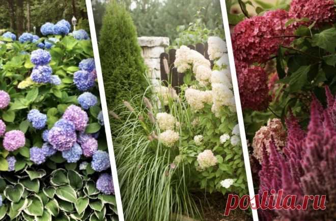 8 растений-компаньонов, которые лучше всего сажать рядом с гортензией | Design-homes.ru Пульс... Покажем подборку растений, которые можно посадить рядом с гортензией, и расскажем про особенности ухода.