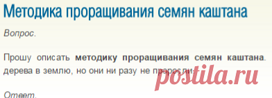 Методика проращивания семян каштана