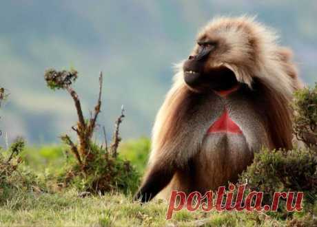 Гелада (лат. theropithecus gelada) Один из редких видов приматов семейства мартышковые, ближайший родственник павиана, носит название гелада. Вид этот был выделен в самостоятельный род