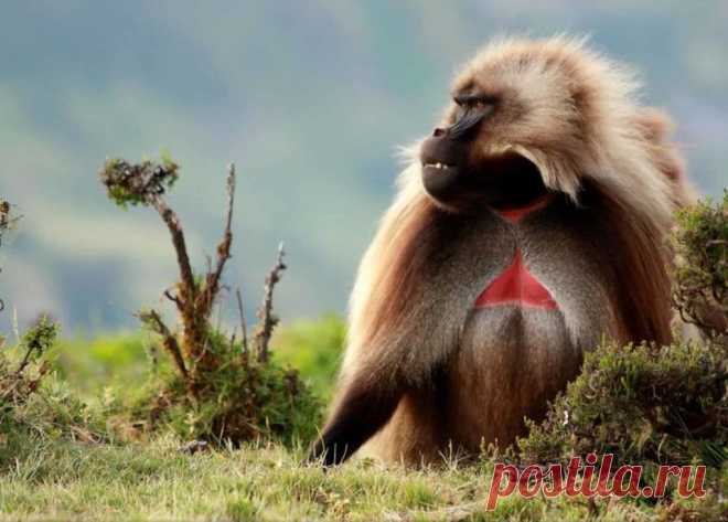 Гелада (лат. theropithecus gelada) Один из редких видов приматов семейства мартышковые, ближайший родственник павиана, носит название гелада. Вид этот был выделен в самостоятельный род