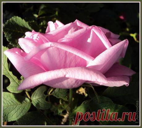 ЛЕДИ-ФЕЯ | Уют. Рукоделие. Декор дома и сада