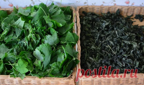 Не только лечит кашель: нутрициолог объяснила пользу чабреца | «Едим Дома» с Юлией Высоцкой | Дзен