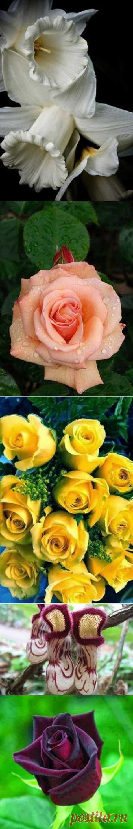 flowers
