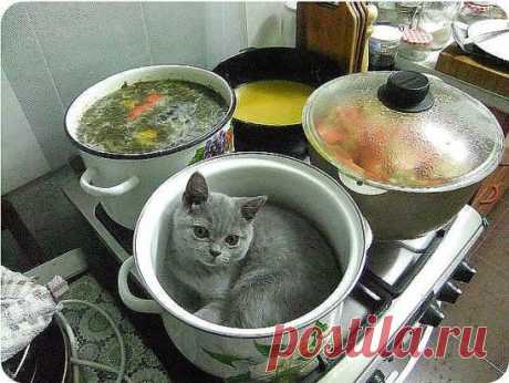 Ну , а потом - суп с котом ..